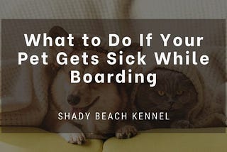 What to Do If Your Pet Gets Sick While Boarding: A Great Guide For Your Furry Friends