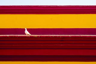 A lonely dove.
