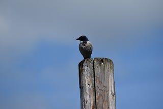 A close up image of a small bird of a species I do not know perched on top of a wooden telephone pole, against a blue sky.