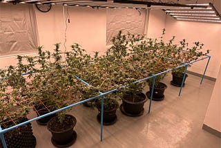 Koray Plant Grow Light-Customer’s Experimental Cannabis cultivation Record -G120U