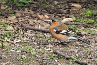 A Chaffinch hunts for grubs and invertebrates in the litter of a wooded floor.