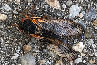 Cicada science