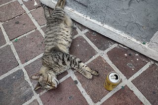 What Kind of Beer Does Your Cat Drink