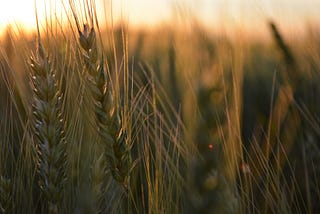 Soil-Friendly Farming: How a Healthy Soil Microbiome is Future-Proofing our Food (With tips for…
