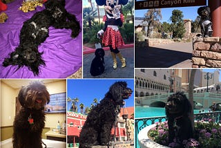 A collage of me, dog, posing in many different places where I travel.