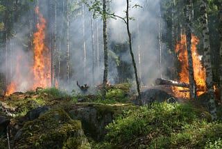 The Amazon Rainforest is Still on Fire