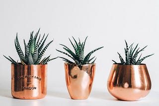 Three pots with plants.