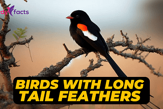 30 Amazing birds with long tail feathers