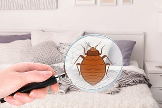 Battling Bed Bugs: The Bed Bug Exterminators and Treatments in NYC