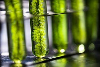 From Crops to Cars: Understanding the Biofuel Industry and its Impact