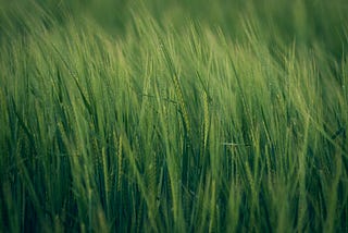 Want to deep-dive into the world of precision agriculture?