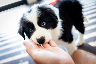 How to Teach Your Puppy to Stop Biting