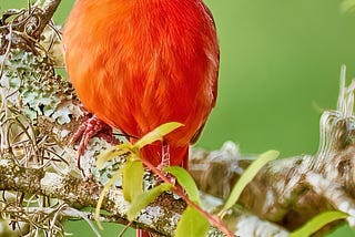 C is for (Northern) Cardinal