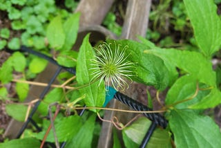 A clematis bloom after the petals have fallen on a background of leaves and greenery.