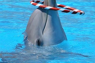 Life Locked in a Shower (on cetacean captivity)