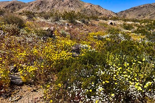 Anatomy of a superbloom