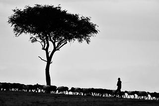 A black and white image of a shepherd with his sheep.
