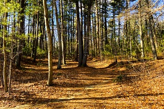 Walking in the Footsteps of Henry David Thoreau