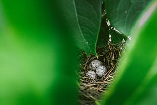 Symbols of Hope: Fighting Anxiety With Nature