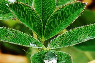 Purity & Selflessness