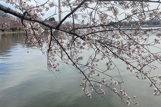 Like A Cherry Blossom — Life is Beautiful But Fleeting