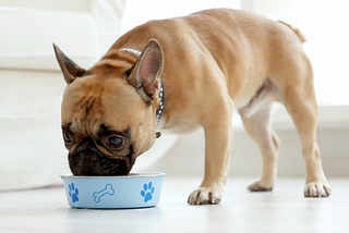 Dietary dos and don’ts for your pets