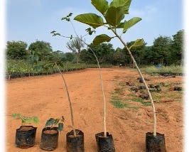 TREE PLANTING: ARE WE SERIOUS?