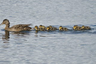 Build A Following: Secret Tips