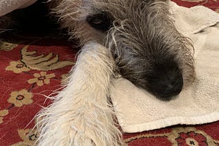 Photo of a wet Irish Wolfhound wrapped in a towel after a bath.