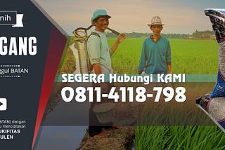 0811–411–8798 Benih Jenis Tanaman Padi Sawah Varietas Unggul Terbaru Hasil Produksi Panen Tinggi…