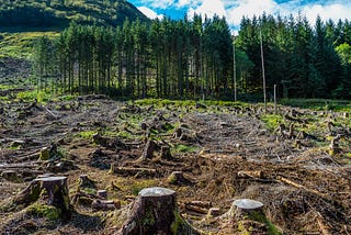Our Disappearing Forests