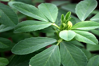Fenugreek Explained: A Sweet Herb with Powerful Health Effects