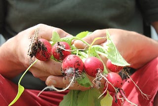 A bunch of radishes that are still covered in fresh soil are held in a pair of hands.