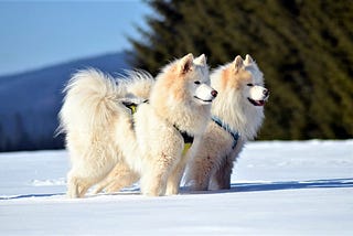 Samoyed Dog — A Complete Guide