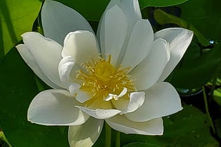 White lotus in full bloom in the author’s garden. Firm, green leaves frame this amazing flower.