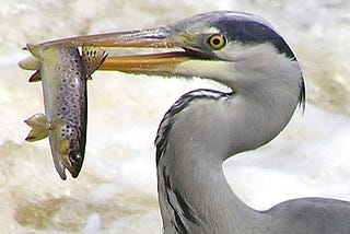 Heron catching a fish, This file is licensed under the Creative Commons Attribution-Share Alike 2.0 Generic license.