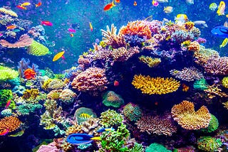 Part 3.1: Coral Reefs