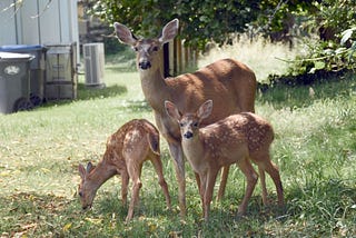 No alimento a los animales silvestres: nuevas reglas para proteger a los vecinos silvestres de…