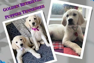 Golden Retriever Puppies Tennessee