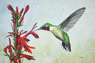 A ruby-throated hummingbird sipping from a crimson flower.