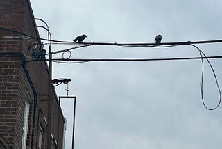 Two crows sitting on an electrical wire.