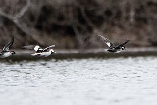 Bufflehead ducks fly