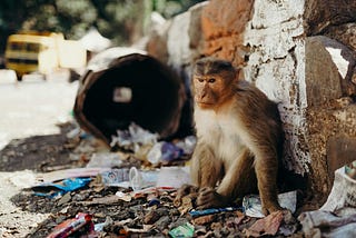 Irritated Monkey