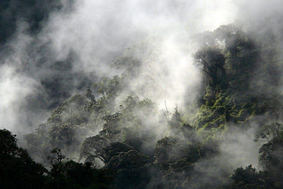 Biodiversidad y la crisis climática en uno de los lugares más biodiversos del mundo.