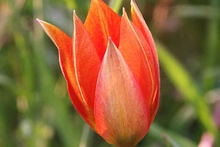 A red tulip in a meadow