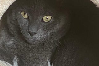 A close-up of Loki, the author’s beloved cat.