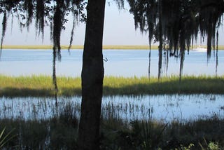 photo of palm tree with spanish moss hanging down framing the water with grass growing in the river.