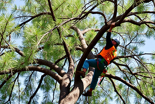 Tree Service Salt Lake City UT 84118 Truco Services (801) 466–8044