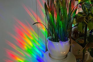 Rays of rainbow light illuminate a potted plant in a ceramic white vase, as well as a white wall.