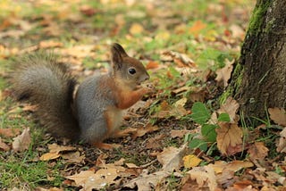 Chasing Squirrels